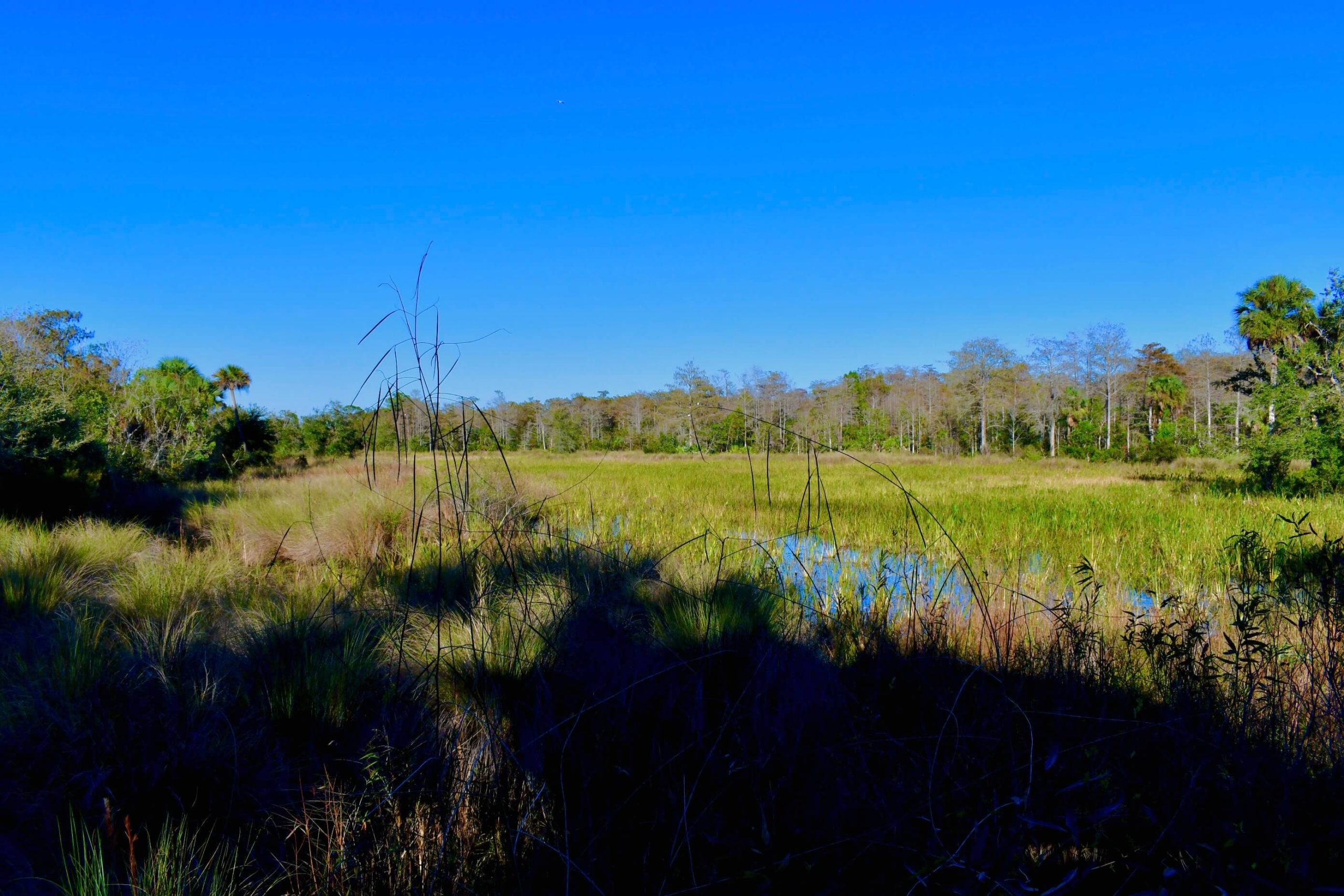 800 acres of preserves and bird sanctuaries in Winding Cypress for you to enjoy